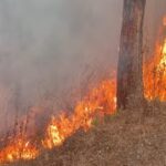गर्मी  आते ही वनाग्नि की घटाएं शुरू, कुमाऊँ में धधक रहे हैक्टेयर जंगल, वायुसेना का हेलीकॉप्टर और 576 कर्मचारी आग बुझाने पर जुटे।